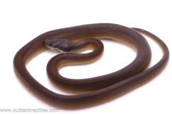 White Lipped Python- Female