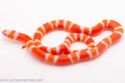 2025 Albino Tangerine Honduran Milk Snake- Male #2
