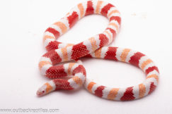 2024 Albino Honduran Milksnake- Male