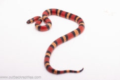 2025 Apricot Pueblan Milksnake- Female