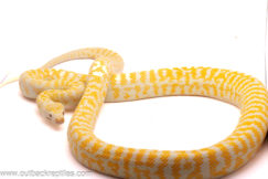 Albino Zebra Carpet Python - Female