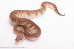 Black Pewter Wookie Clown Ball Python- Male