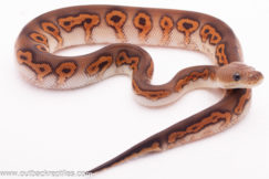 Black Pastel Wookie Clown Ball Python- Male