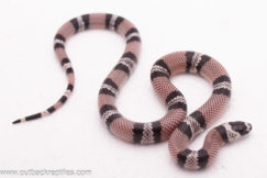2025 Anery Honduran Milk Snake- Female