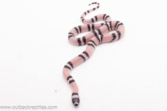 2025 Ghost Honduran Milk Snake- Female