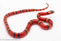 2025 Tangerine Honduran Milk Snake- Female