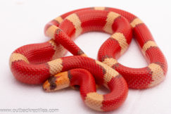 2025 Hypo Tricolor Vanishing Pattern Honduran  Milksnake- Male