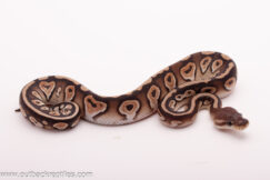 Cypress Cinnamon Het. Clown- Female