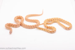 Trio of Lavender Florida Kingsnakes