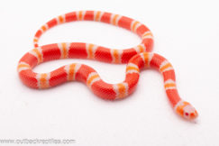 2025 Albino Tangerine Honduran Milk Snake- Male #1