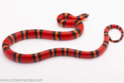 2025 Tangerine Honduran Milk Snake- Male