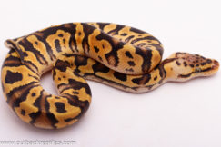 2025 Pastel Crypton- Male