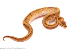 2025 Crypton Pinstripe- Male