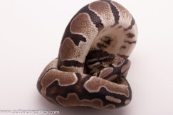 2025 VPI Axanthic Het. Pied- Female