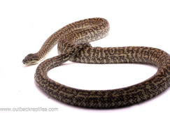 Zebra Carpet Python - Female