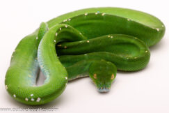 Aru Green Tree Python-Female