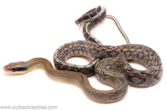 Vietnamese Blue Beauty Rat Snake-Female