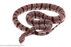 Davis Mountain Gray-Banded Kingsnake-Male