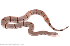 Hueco Mountain Gray-Banded Kingsnake - Female #2