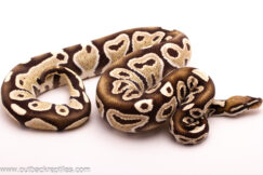 Desert Ghost Het Red Axanthic-Male