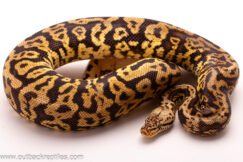 Pastel Spotnose Acid Yellow Belly-Male