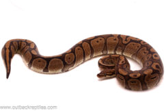 Red Stripe Het Clown-Female