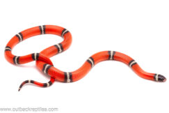 Sinaloan Milk Snake-Female
