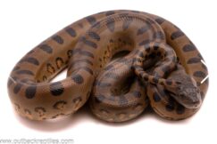 Green Anaconda Pair - D.T.