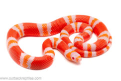 Albino Tangerine Honduran Milk Snake - Female