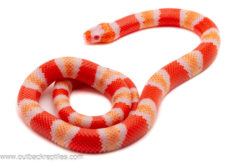 Albino Tangerine Honduran Milk Snake - Female