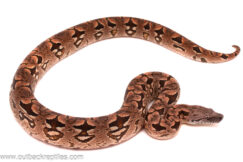 Dumerils Boa - Female