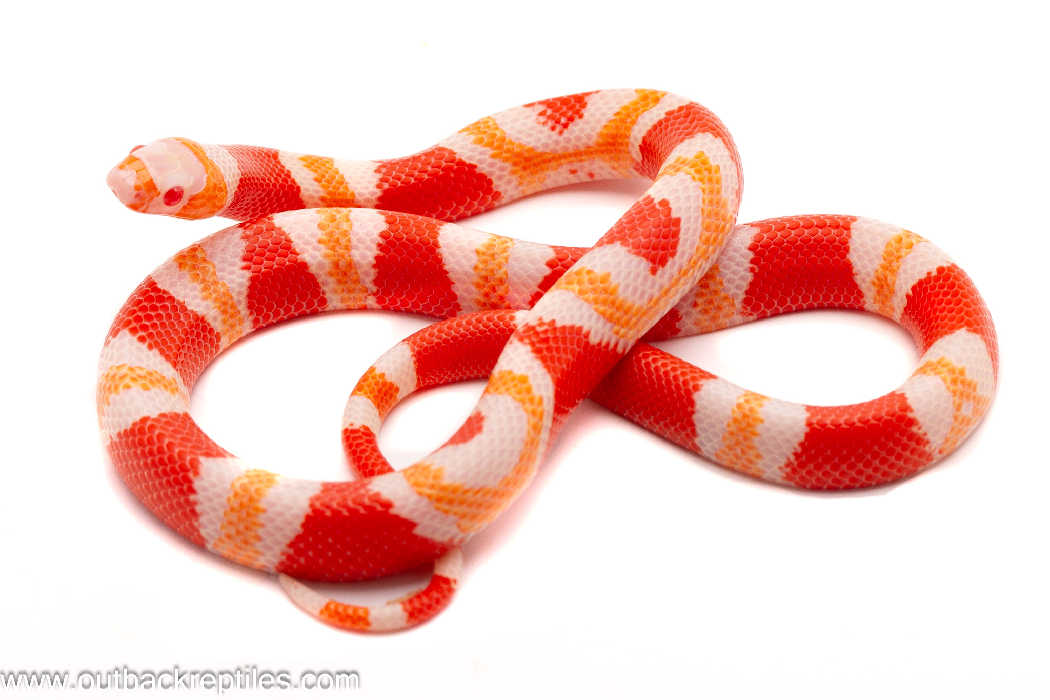 Albino Tangerine Honduran Milk Snake – Female | Outback Reptiles Albino Tangerine Honduran Milk Snake – Female | Outback Reptiles