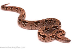 Dumerils Boa - Female