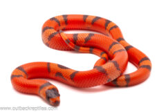 Hypo Tangerine Honduran Milk Snake - Female