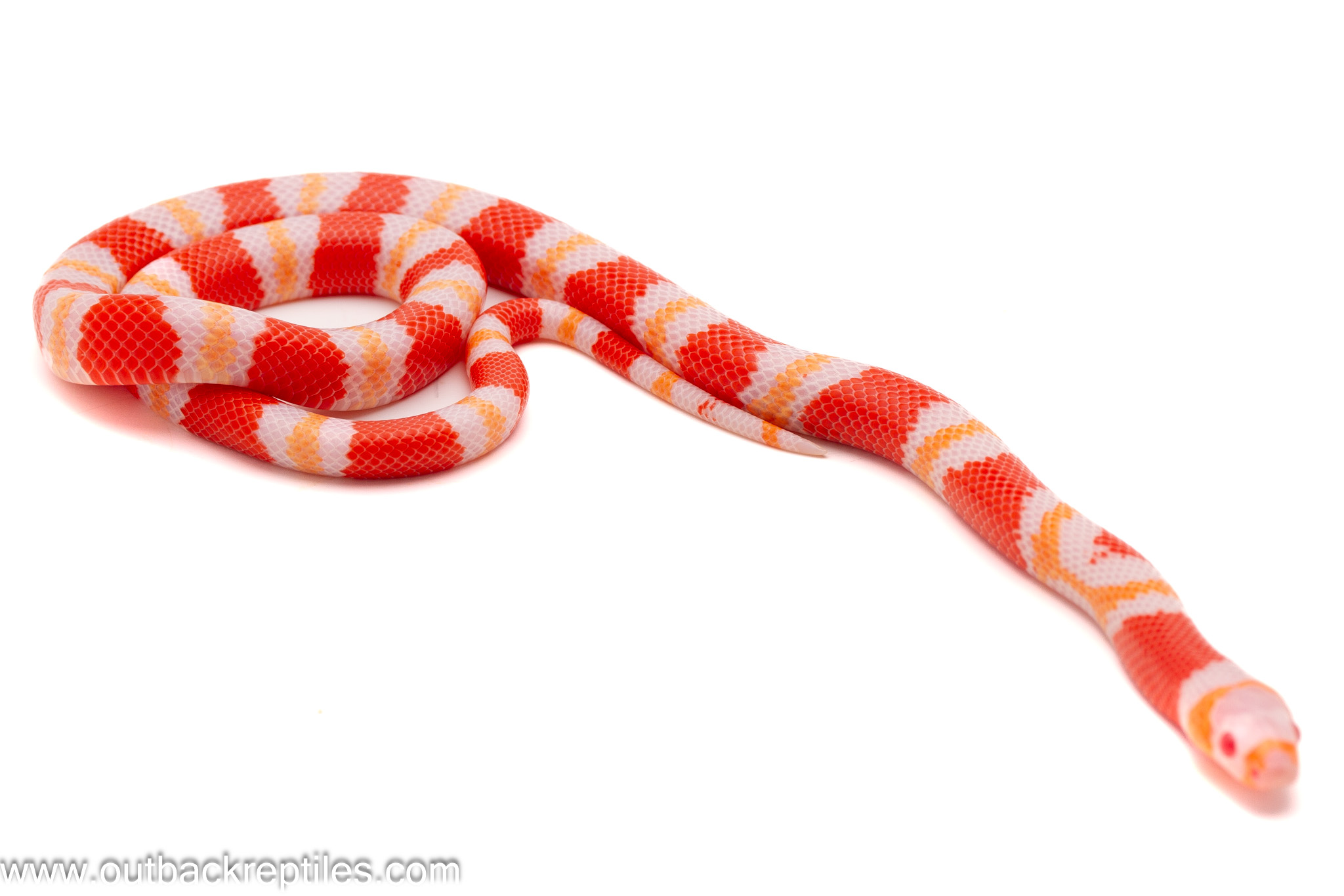 Albino Tangerine Honduran Milk Snake – Male | Outback Reptiles Albino Tangerine Honduran Milk Snake – Male | Outback Reptiles