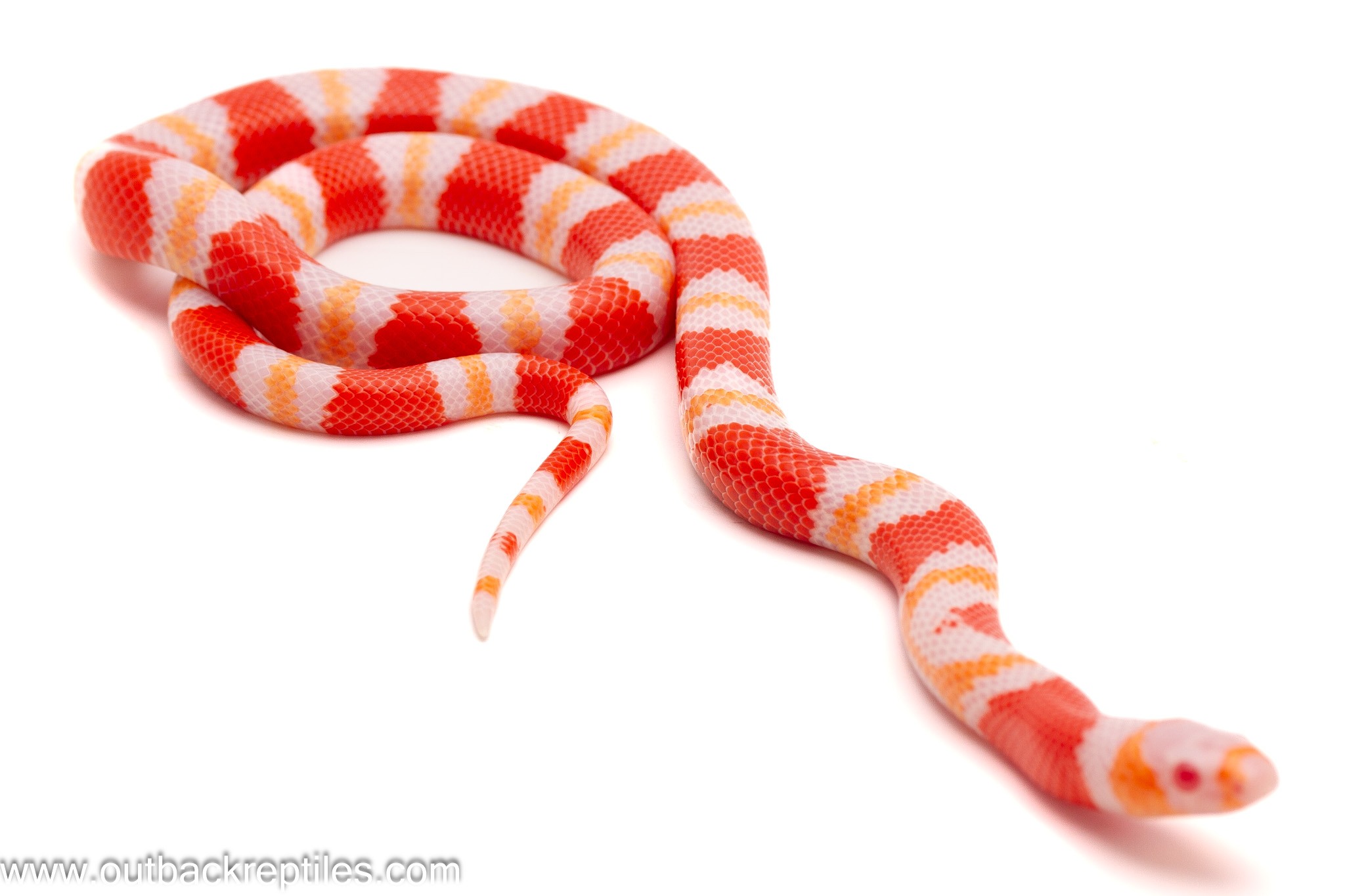 Albino Tangerine Honduran Milk Snake – Male | Outback Reptiles