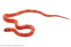 Hypo Tangerine Honduran Milk Snake - Male
