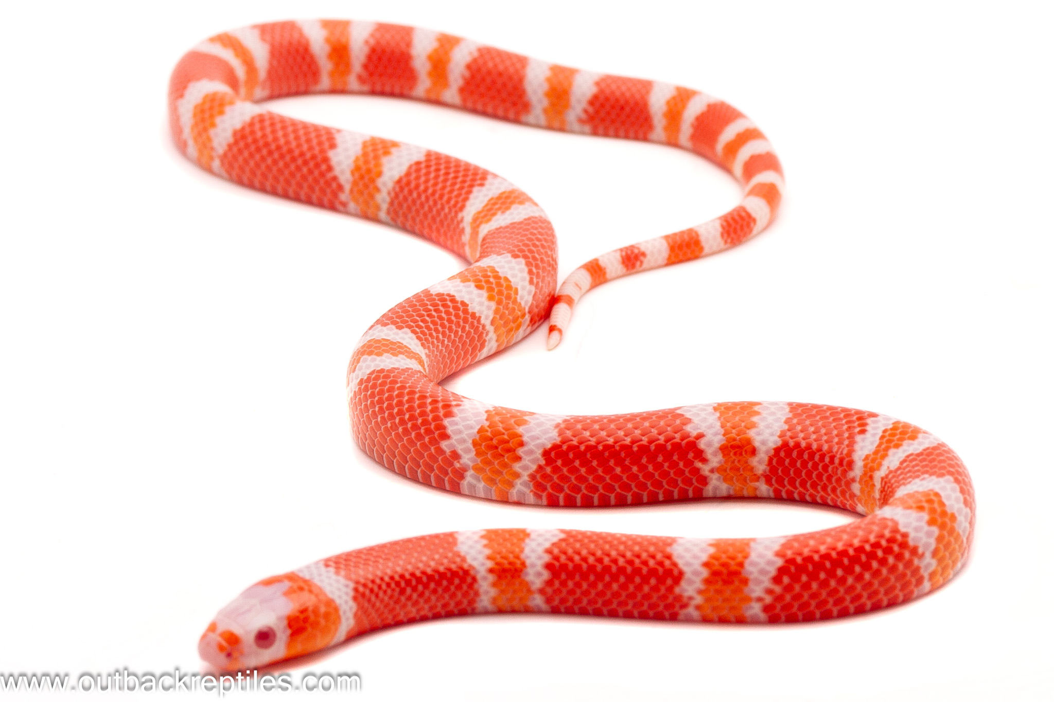 Albino Tangerine Honduran Milk Snake – Male | Outback Reptiles Albino Tangerine Honduran Milk Snake – Male | Outback Reptiles