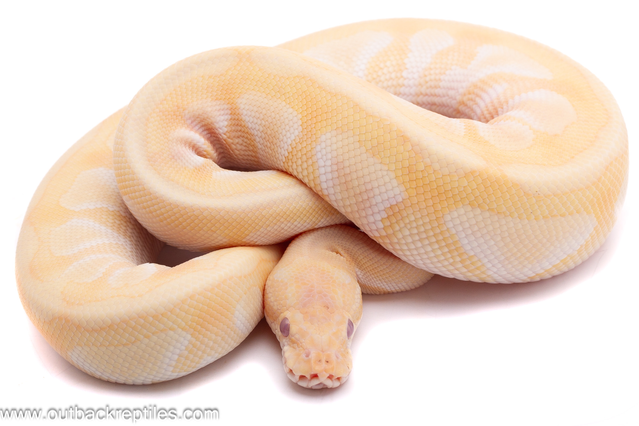 Lesser Lavender Albino – Male