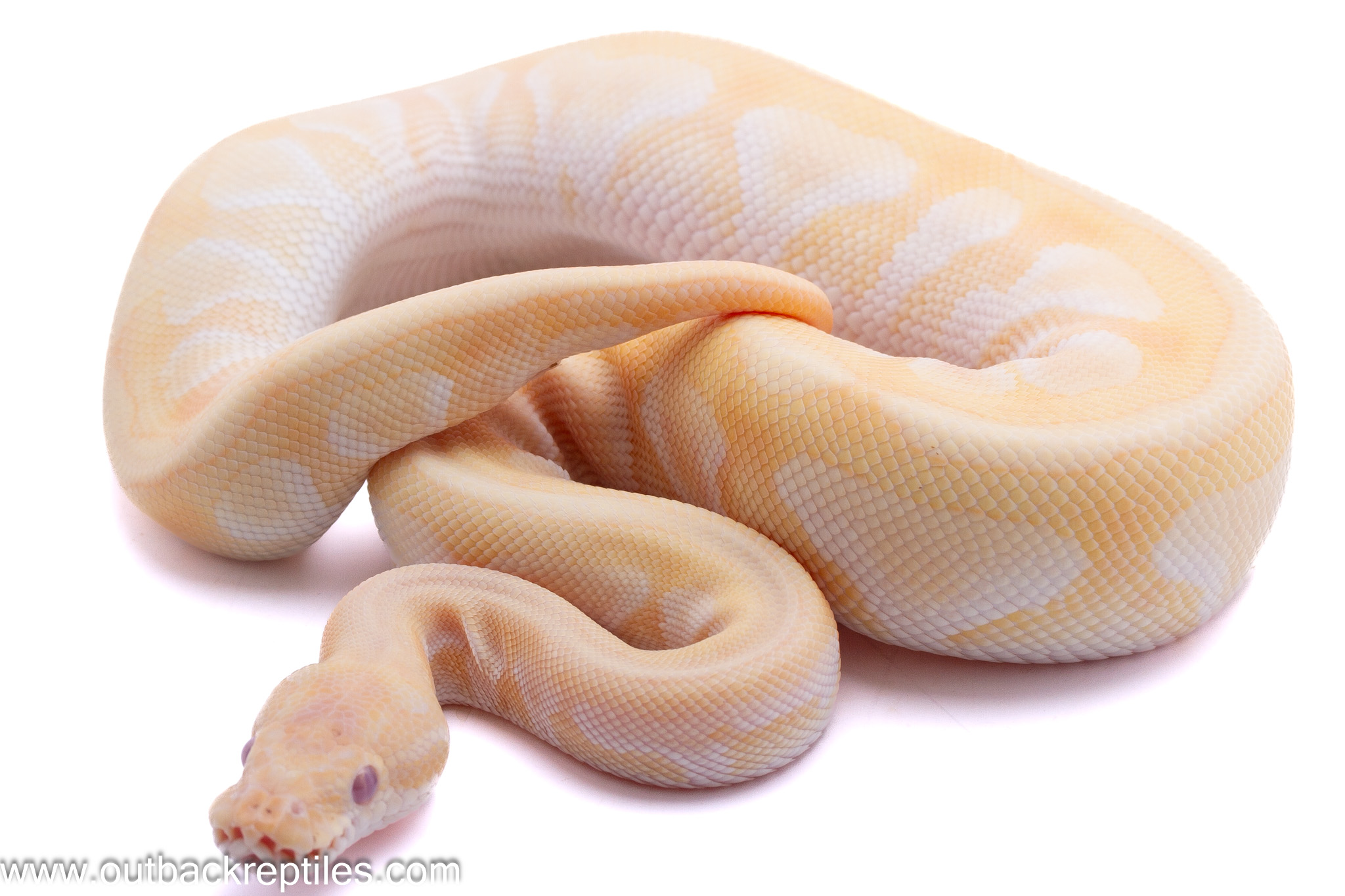 Lesser Lavender Albino – Male - thumbnail 2