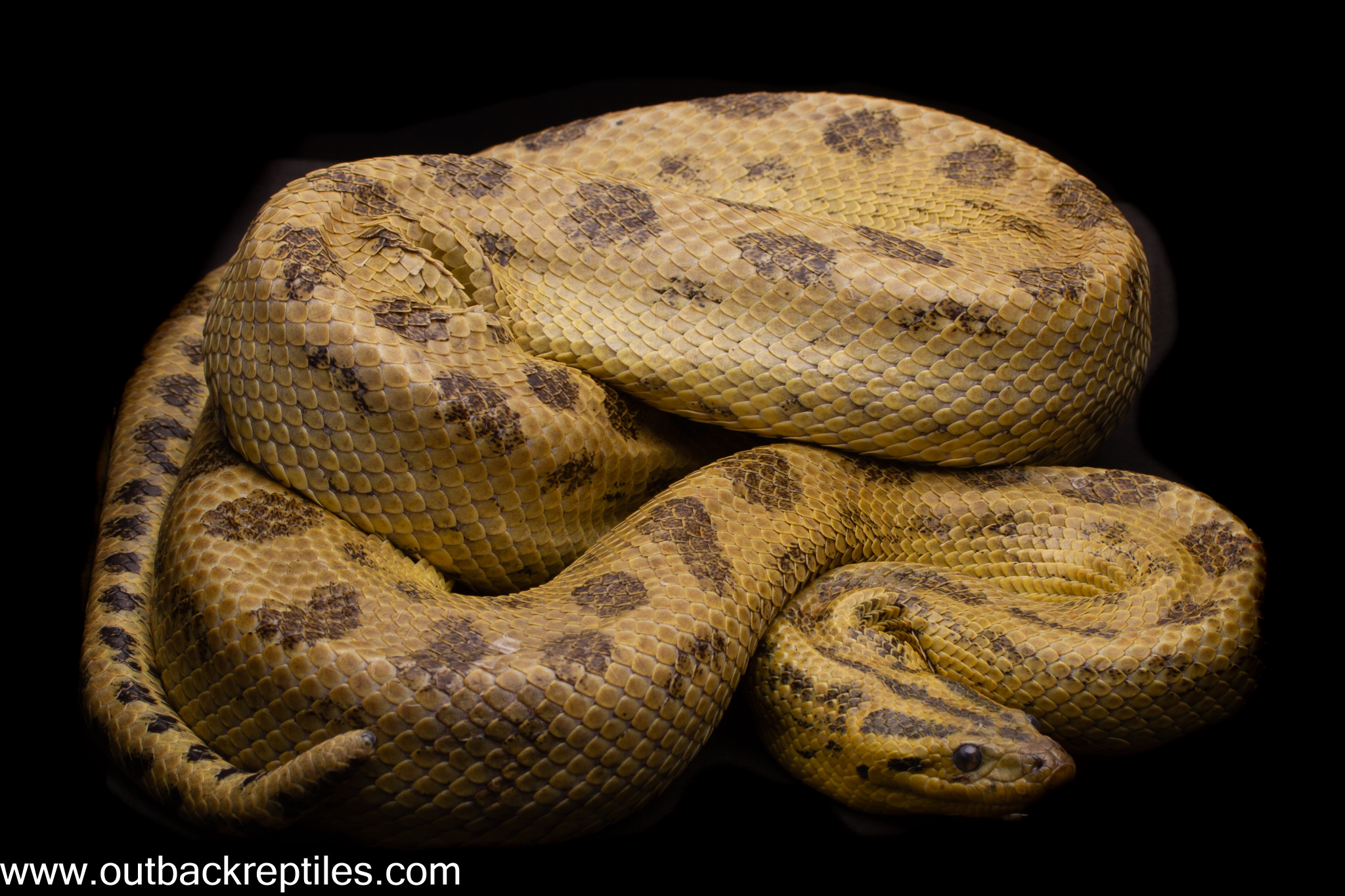 Paternless Patternless Yellow Anaconda – Male | Outback Reptiles