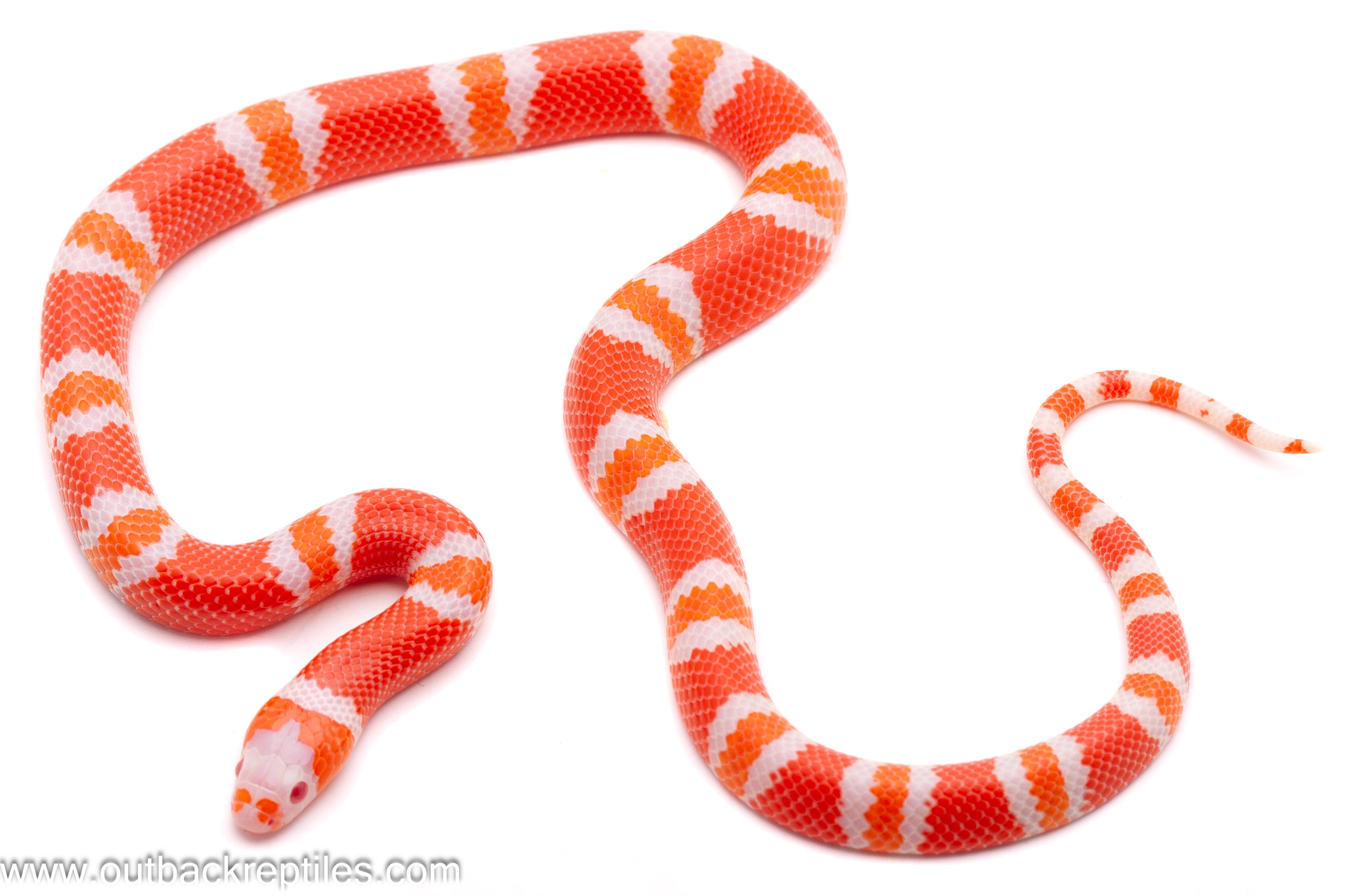 Albino Tangerine Honduran Milksnake – Male | Outback Reptiles