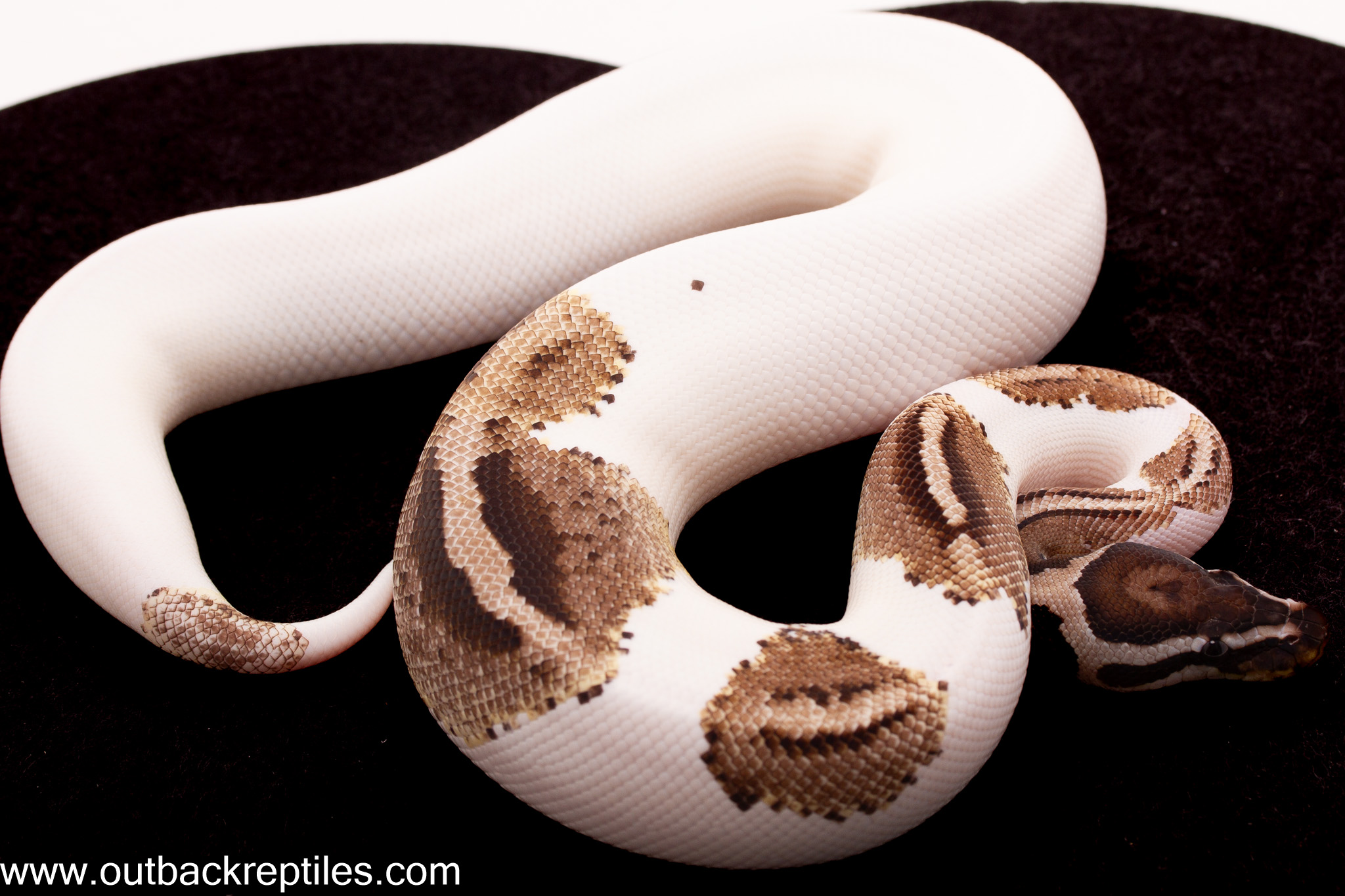 2025 VPI Axanthic Yellowbelly Pied- Male | Outback Reptiles