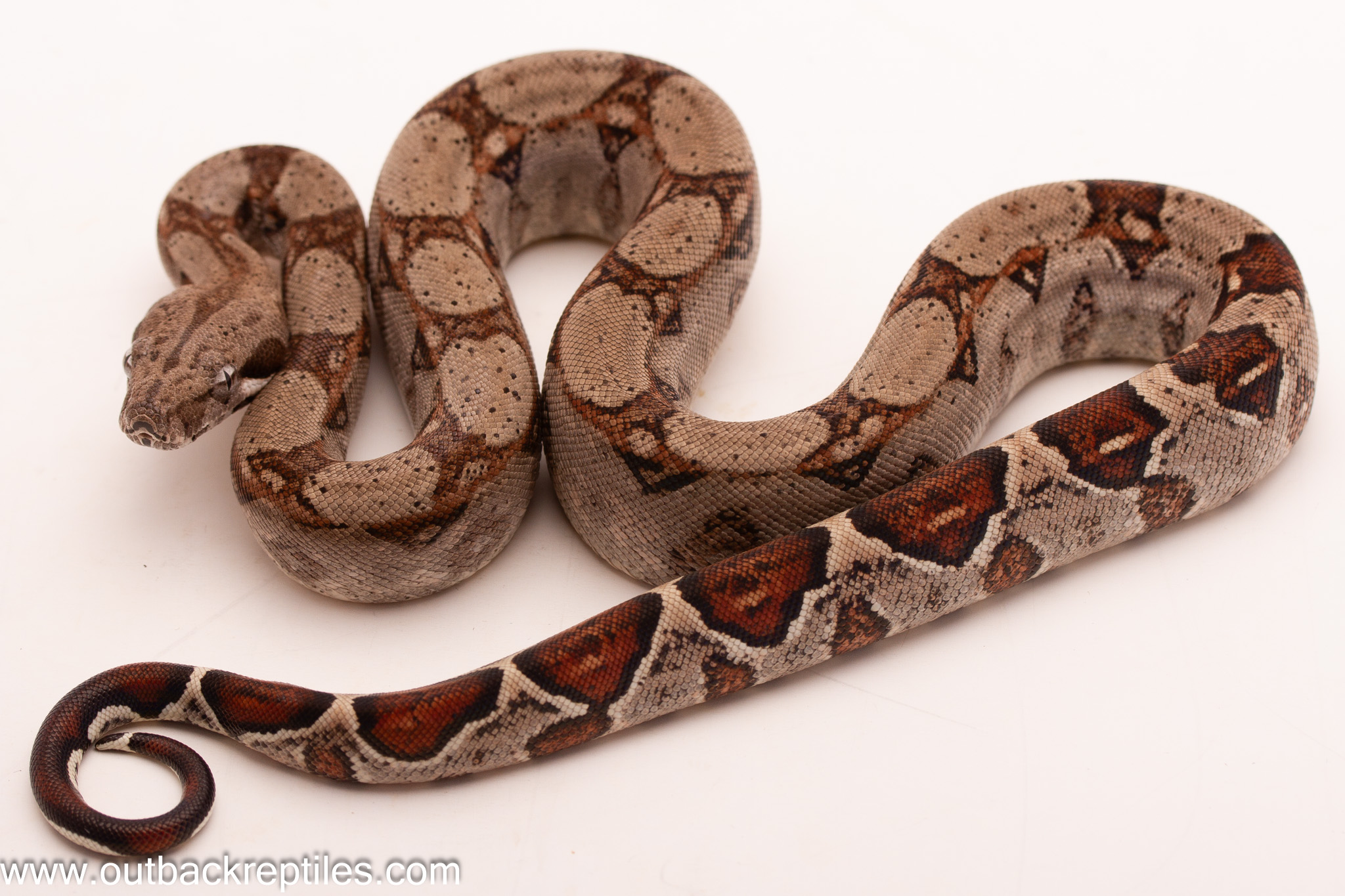2026 Columbian Boa-Male #M23 | Outback Reptiles