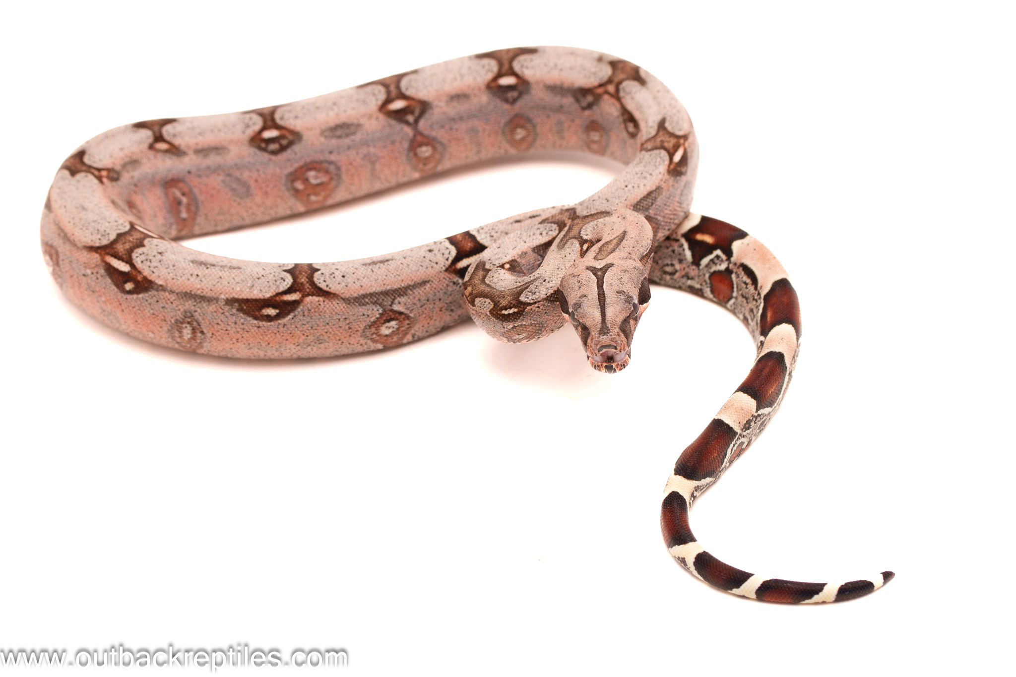 2026 CBB Surinam Redtail- Female 2